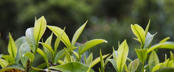 Leaf shoots of the tea plant