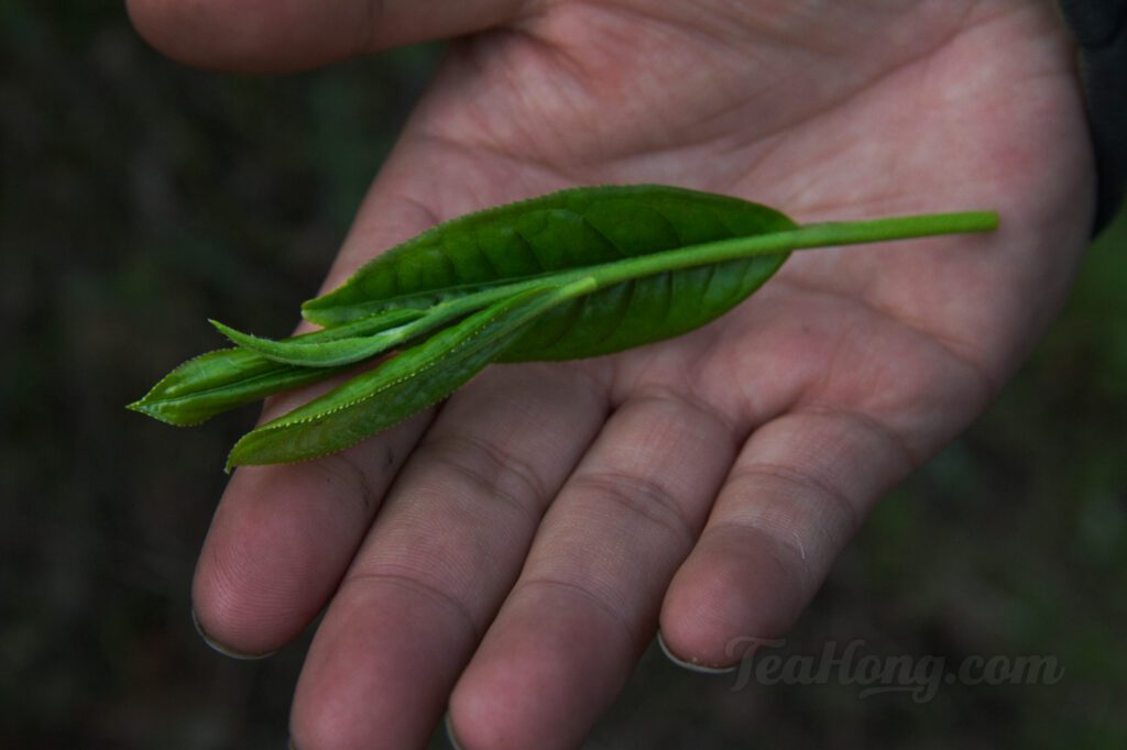The plucked young shoot of a Shidaye cultivar. This is by far the largest leaf size in any green tea production. Our farmer said this is just barely up to the size requirement for plucking. It also yields a unique taste profile.