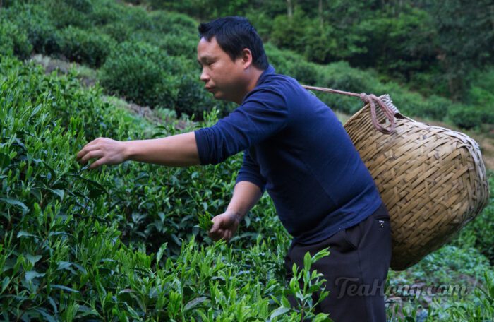 A tea picker selecting the right size young shoots for plucking