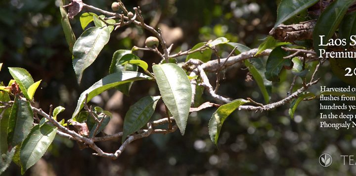 New Teas: Best Taste, Best Value & Rarest Quality