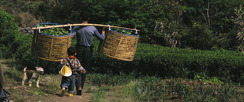 Wuyi tea farmer and boy