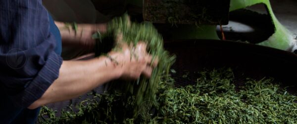 Hand-processing dan long tea, Wudong, Fenghuang-shan