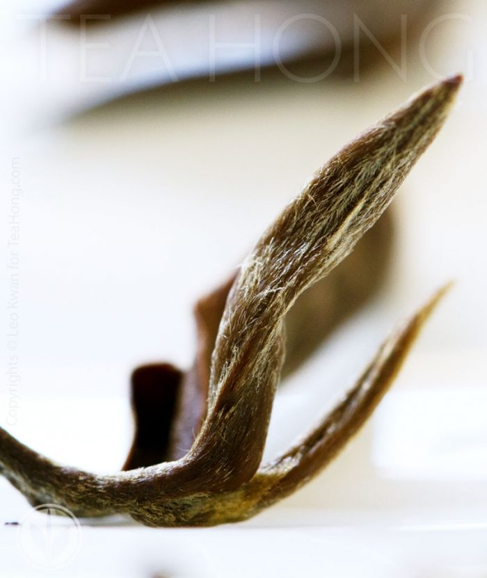 Closeup of an infused leaf shoot of Tea Hong’s Oriental Beauty