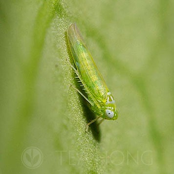 Tea Green Leafhopper