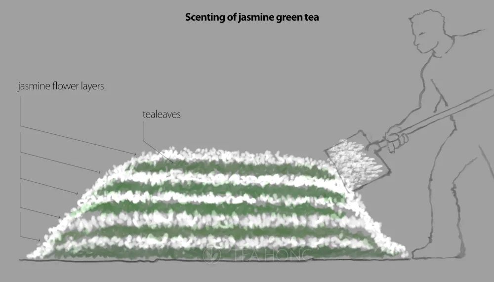 A diagram showing a worker piling layers of jasmine flowers in between layers of tealeaves