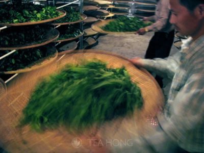 Yao Qing — the oolong "fermentation" process