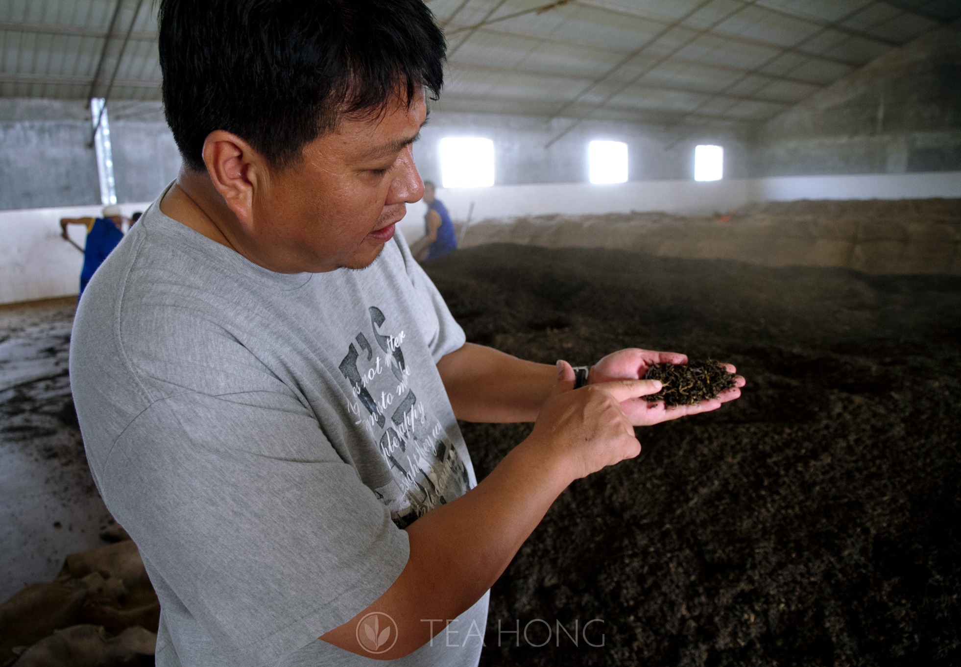 Young Master Zou explaining about degree of fermentation with a handful of tealeaves undergoing the post-fermentation process in the making of shu cha pu'er.