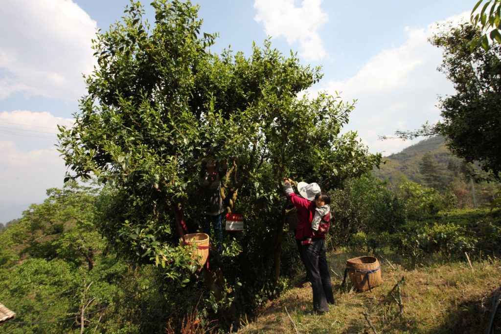 Plucking leaves from a tea tree in Fengqing