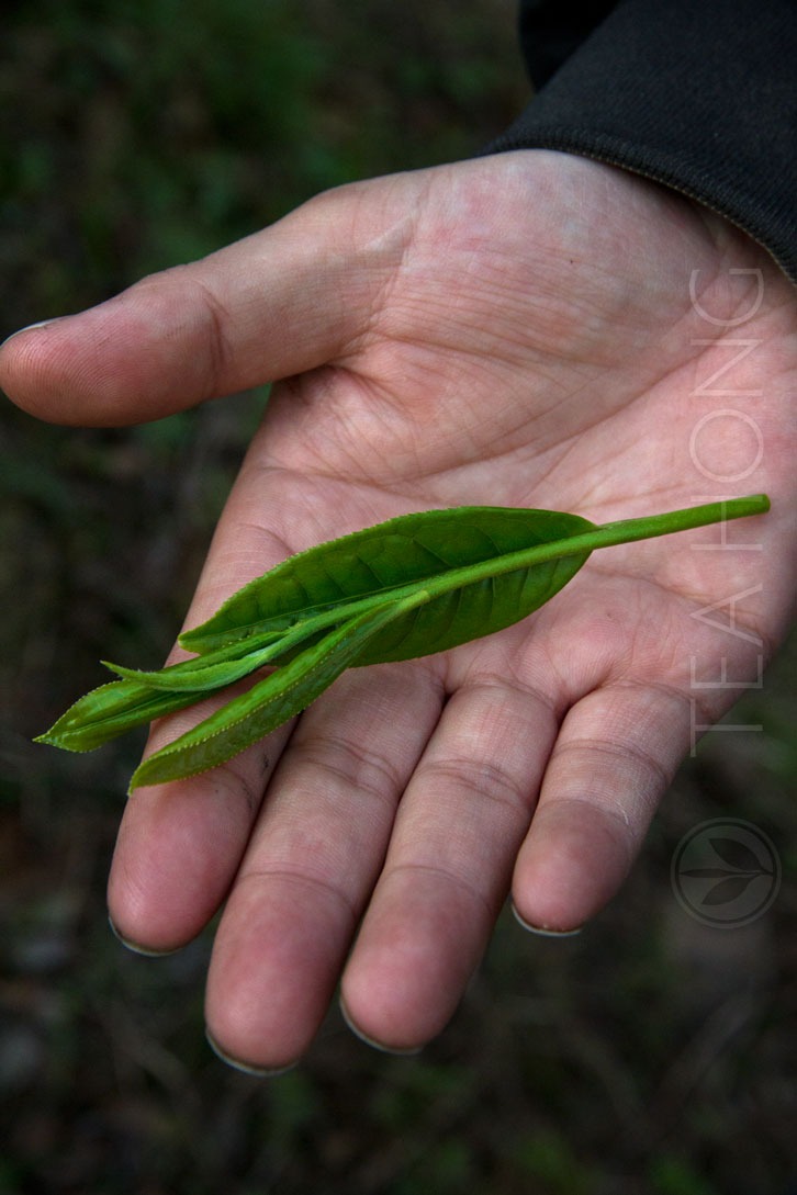 A pluck of Shidaye, the leaves for making Taiping Houkui green t