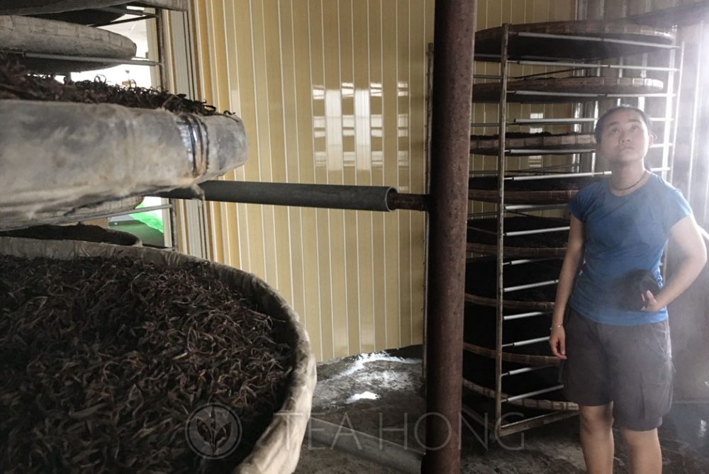 Mist spraying in the oxidation (fermentation) chamber — Red Jade black tea