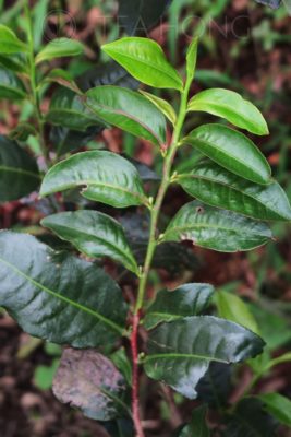 The unique looking Hong Yu teaplant — Red Jade black tea produ