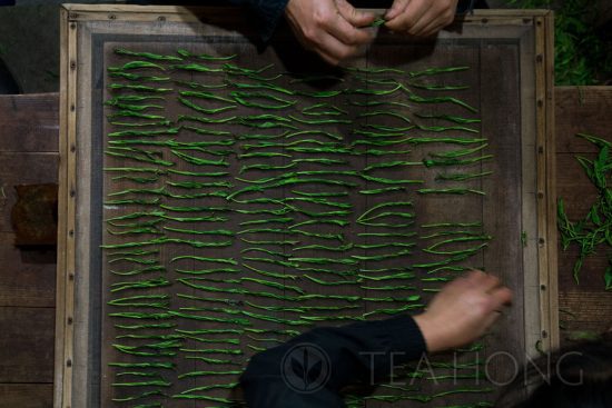The process of Nié Jian in the making of traditional Taiping Houkui Laying down tea leaves in rows and columns on the screen of a square mesh