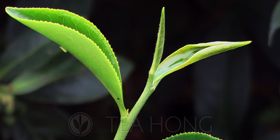 Green Tea Leafhopper