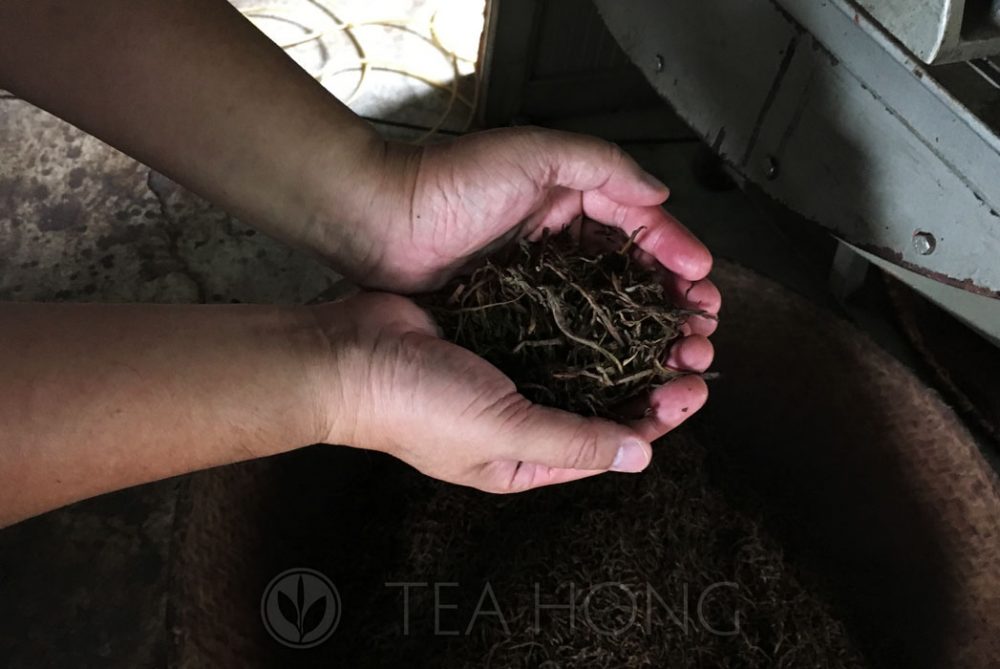 Freshly rolled leaves after the initial oxidation process — Red Jade black tea production