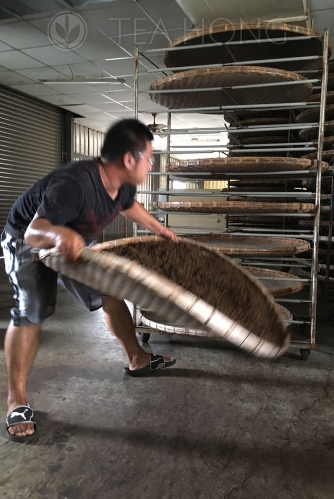 The untangled leaves being laid in a rack tower