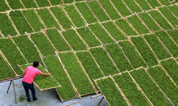 Tealeaves being sunned during white tea processing