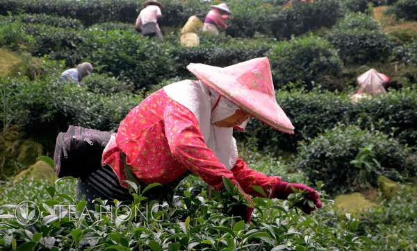 Tea Garden in Meishan
