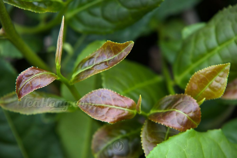 An authentic Tieguanyin plant