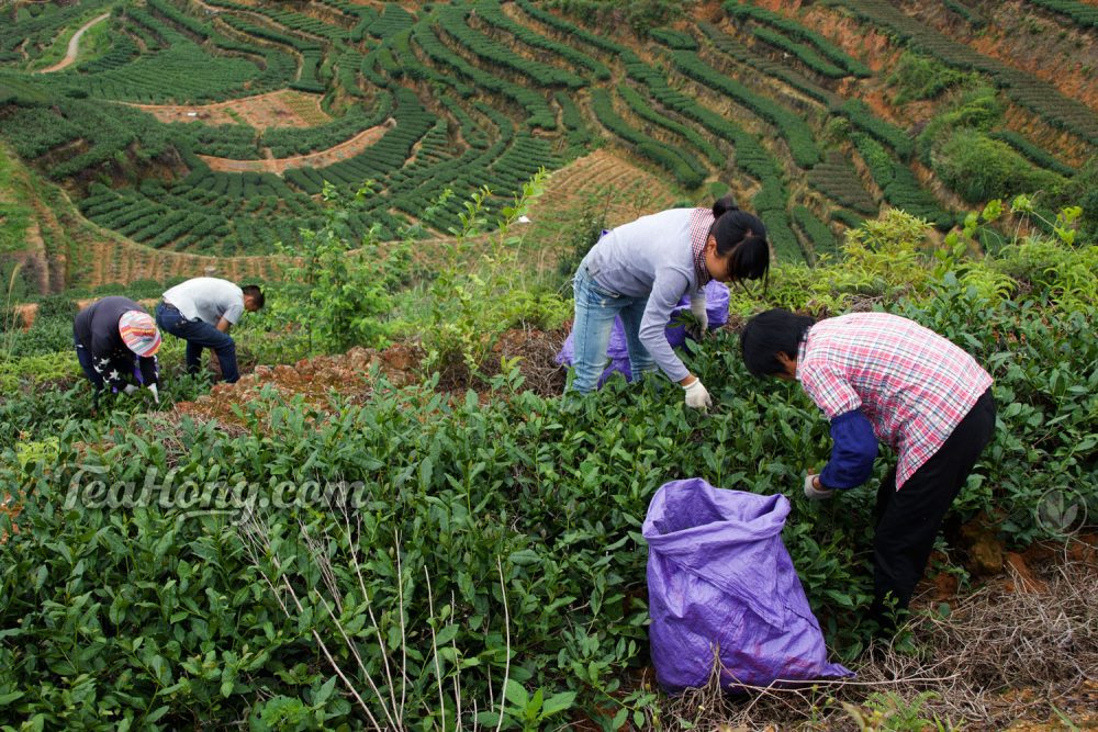Wang's peak farm