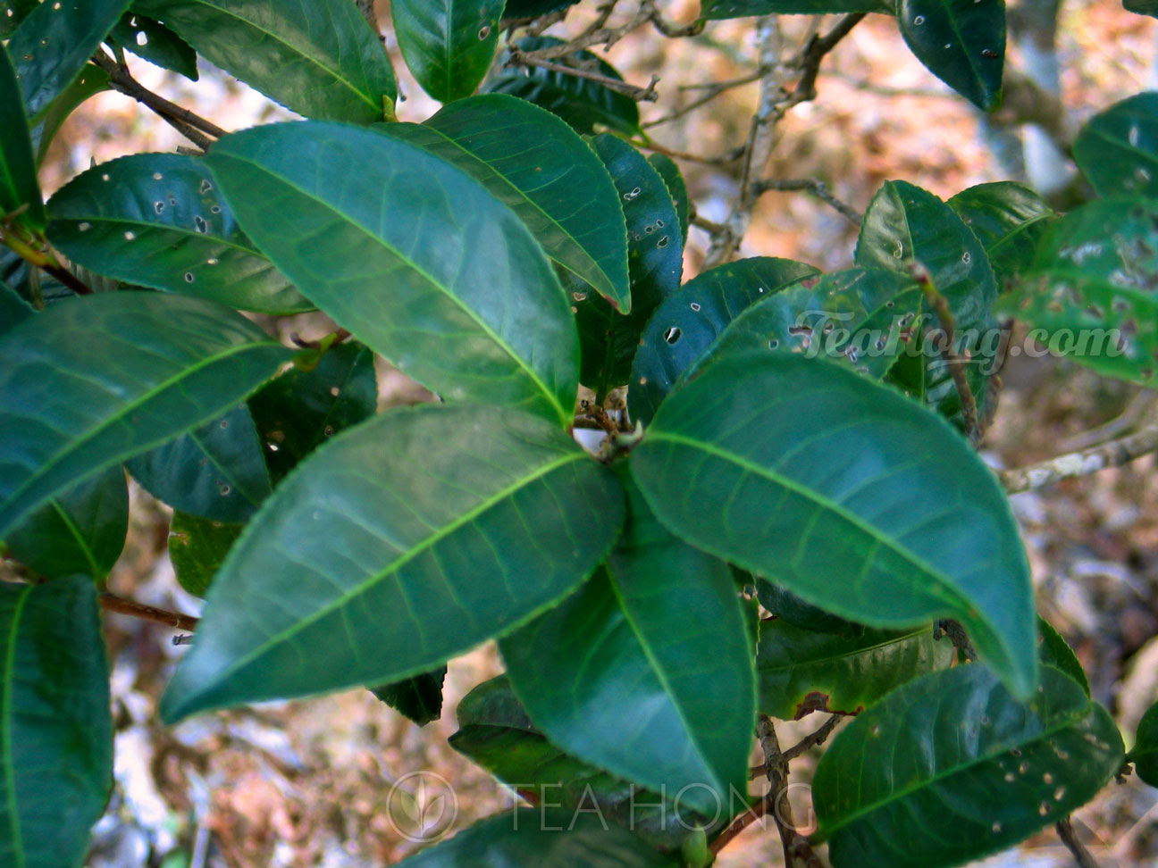 Leaves of the Da Wu Ye cultivar