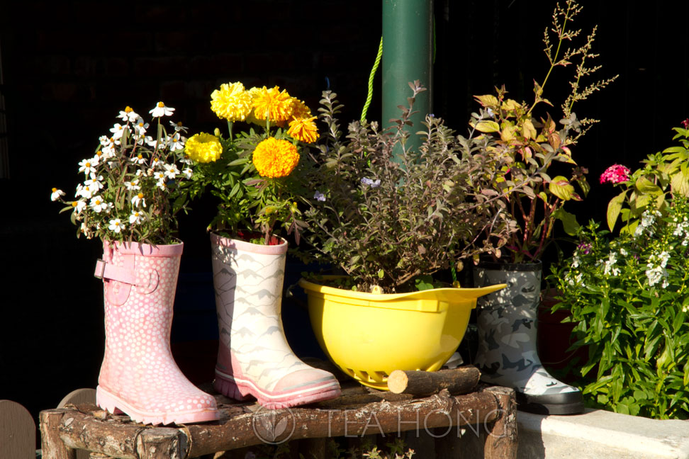 Flowers in pots, in vase and in the boots