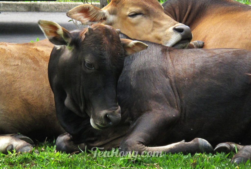 Cattle resting on grass