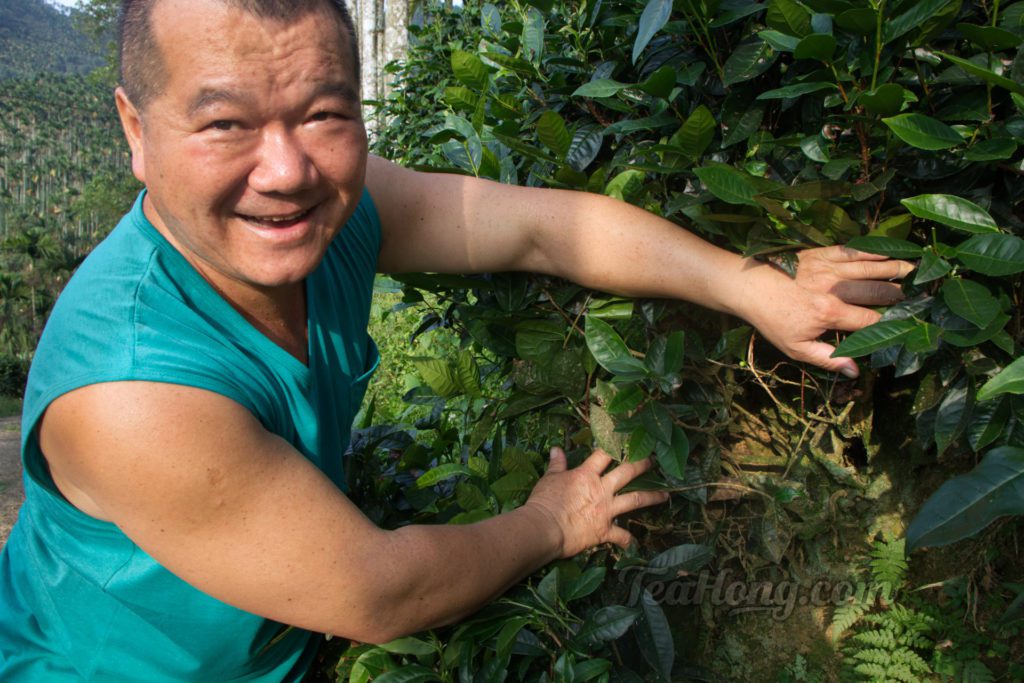 Mr Li showing termite issue in one of his old tea bushes