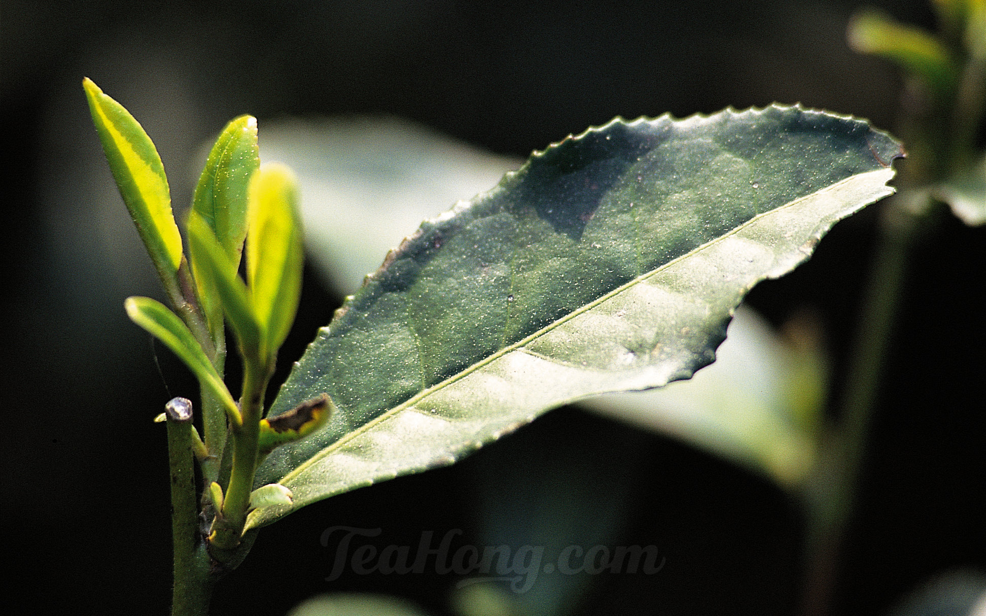 The buds of a Tu-zhong Longjing
