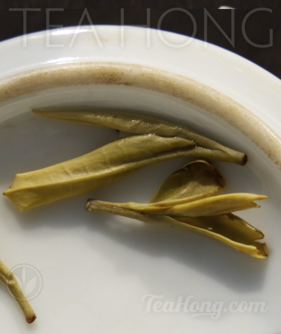 Closeup of the infused leaves of Huo Shan Yellow Tips yellow tea Closeup of the infused leaves of Huo Shan Yellow Tips