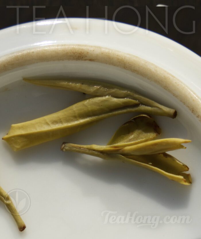 Closeup of the infused leaves of Huo Shan Yellow Tips