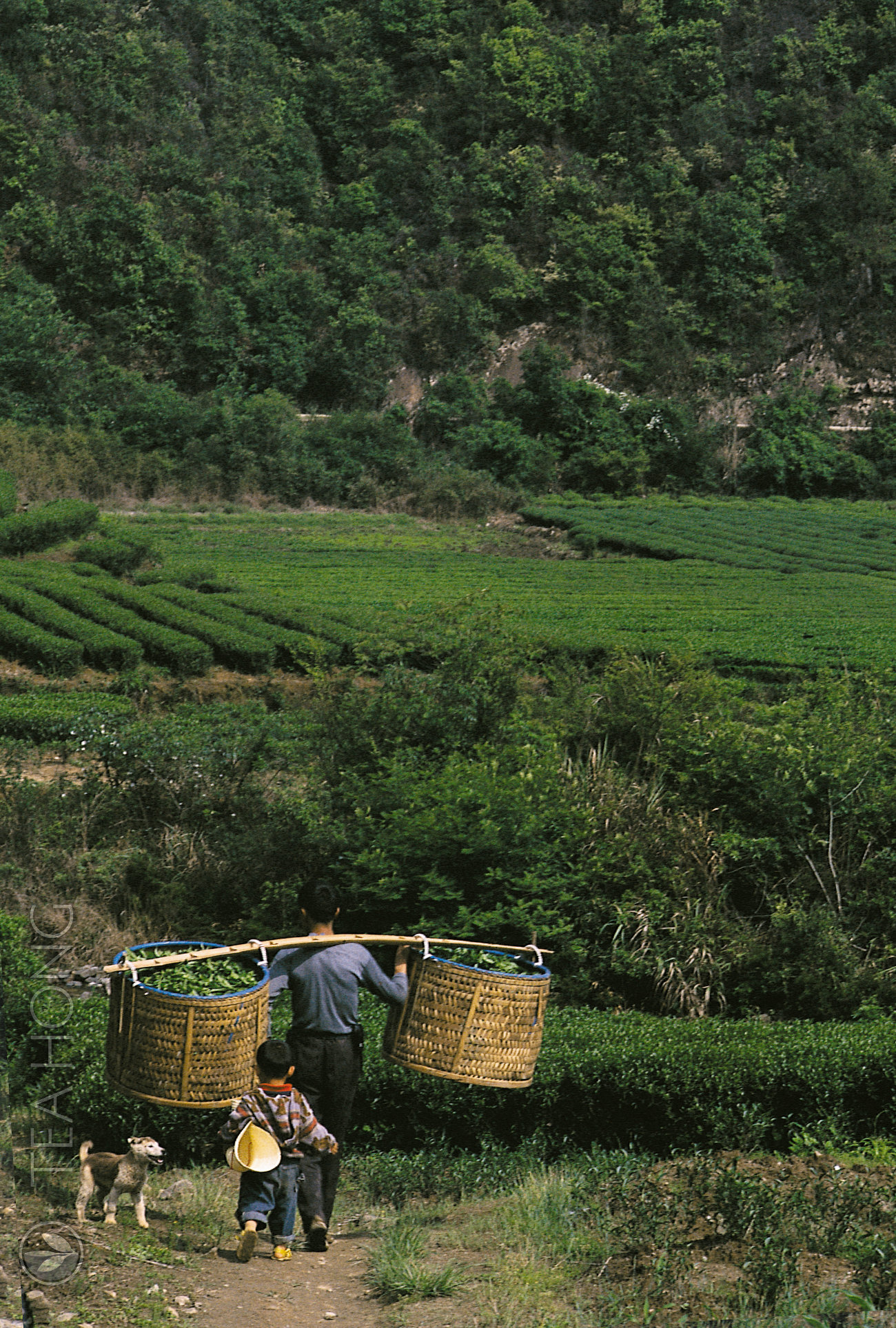 Father and son in the tea field