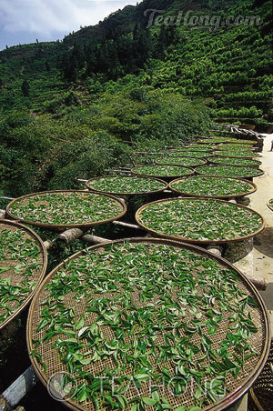 Rows of baskets holding freshly plucked tealeaves are put under the sun for two hours