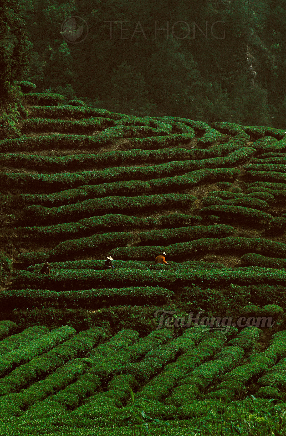 A tea garden on a hilltop in Wuyi Shan