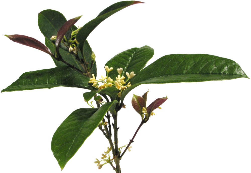 A twig with osmanthus flowers and leaves