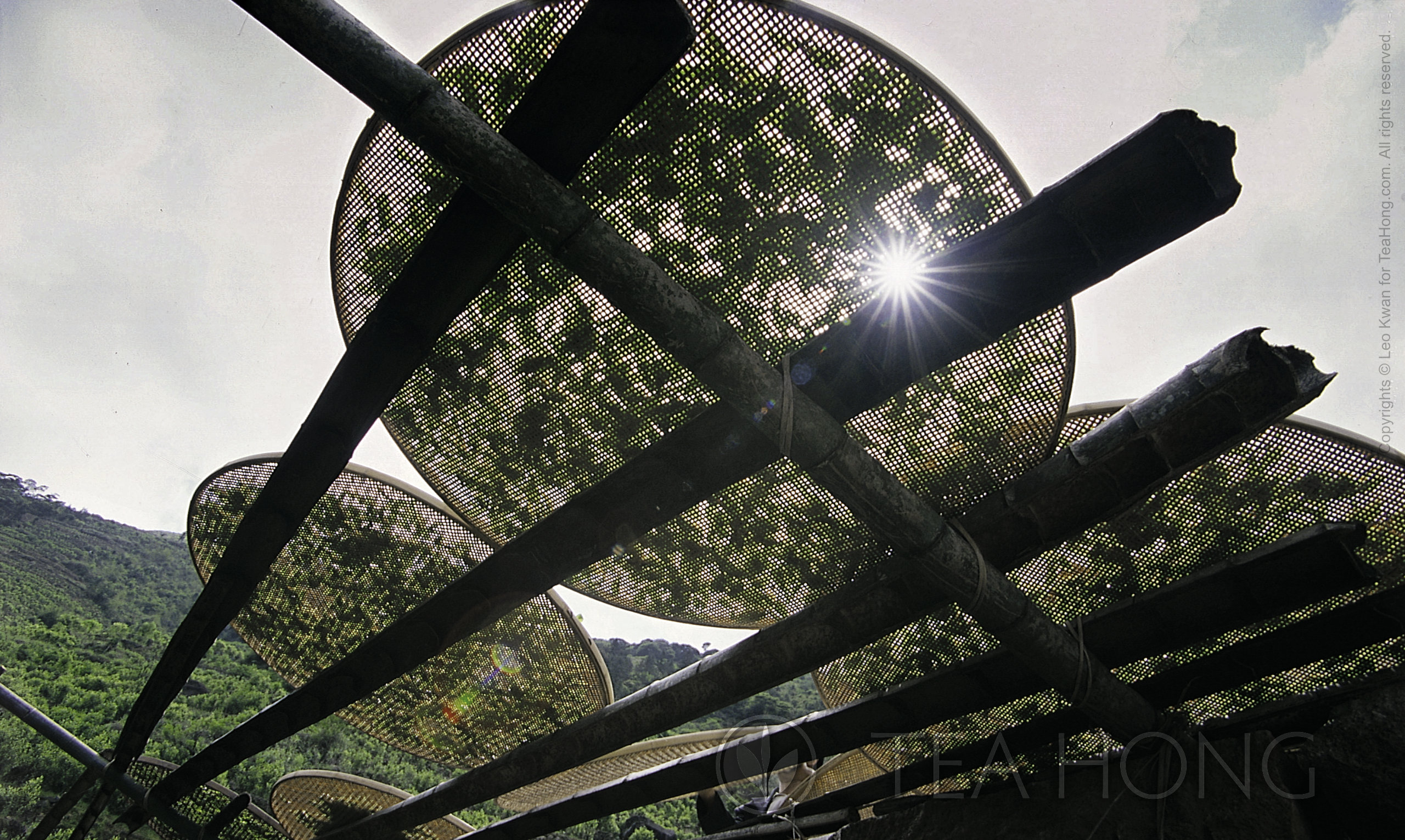 Withering of tealeaves under the bright afternoon sun
