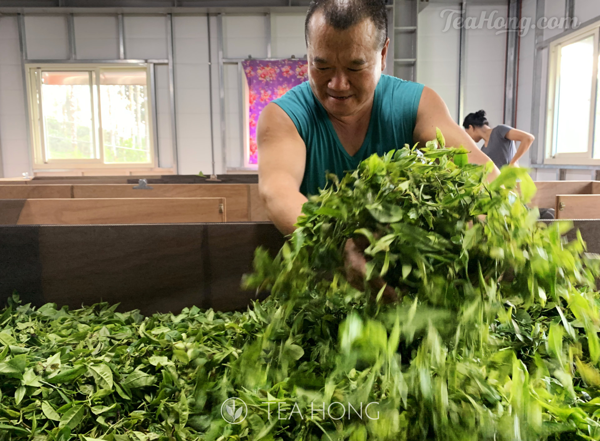 Mr Li turns the leaf pile to aerate the leaves during a lengthy withering process