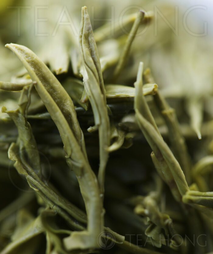 Closeup of the infused leaves of Xin Yang Maojian green tea