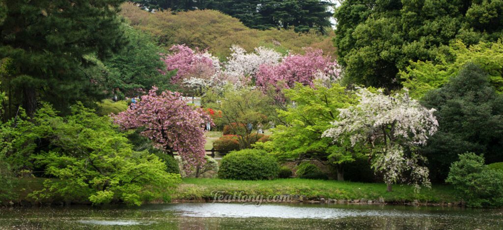 Beautiful foliage of Spring
