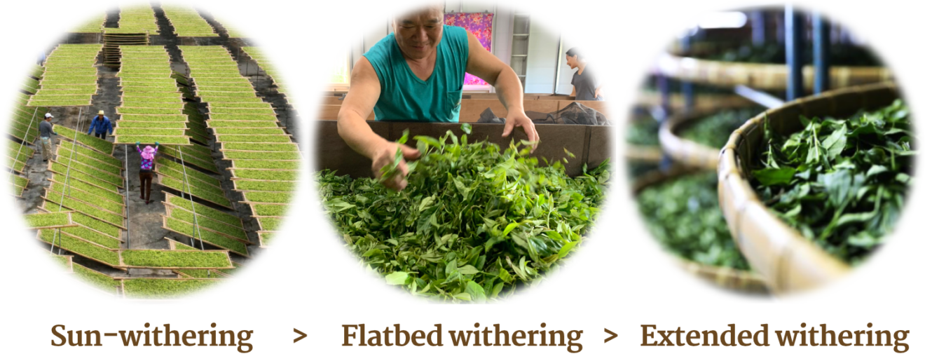 Myths about White Teas Tea Hong