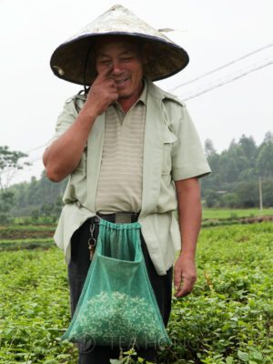 A jasmine picker standing in the jasmine field, with a mesh bag tied to his waist. He is smiling, scratching his face with one finger while telling us about his work