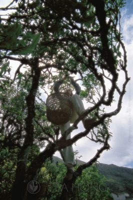 Girl plucking leaves on an old tea tree
