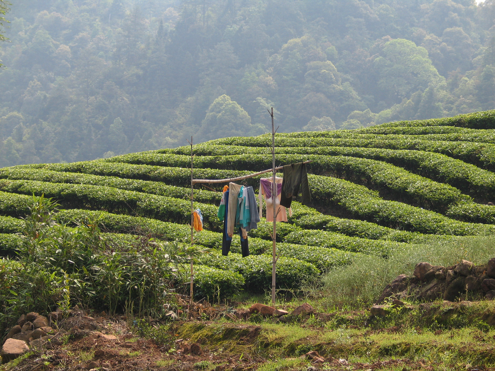 A tea field in Wuyi