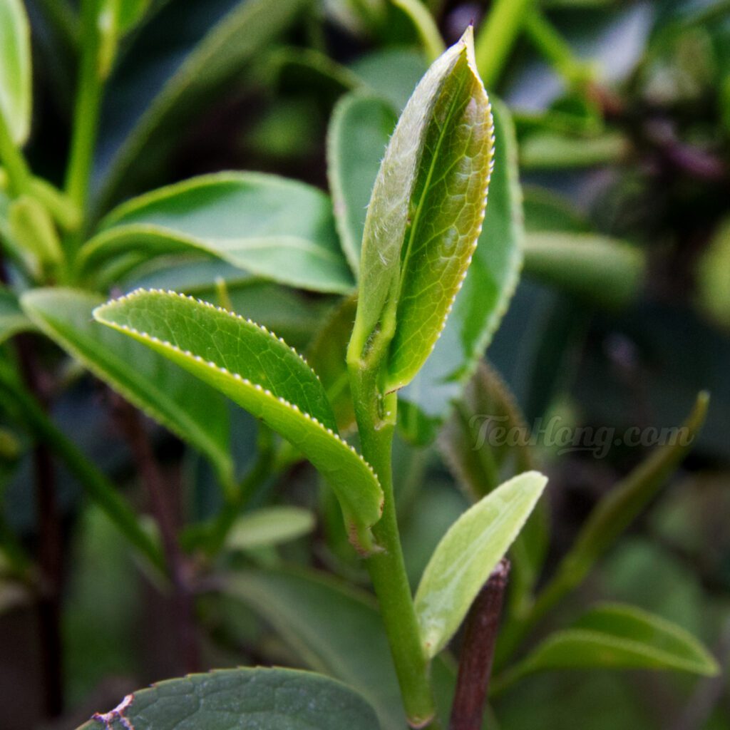 The furry tea leaf shoot