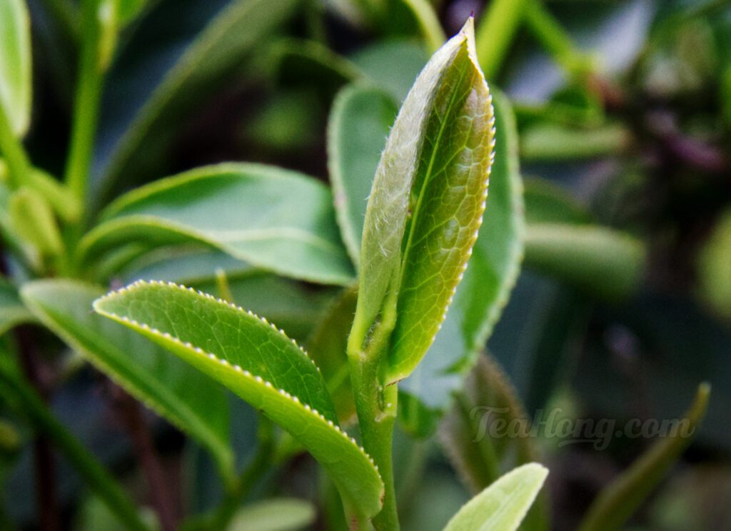 furry leaf shoot of tea