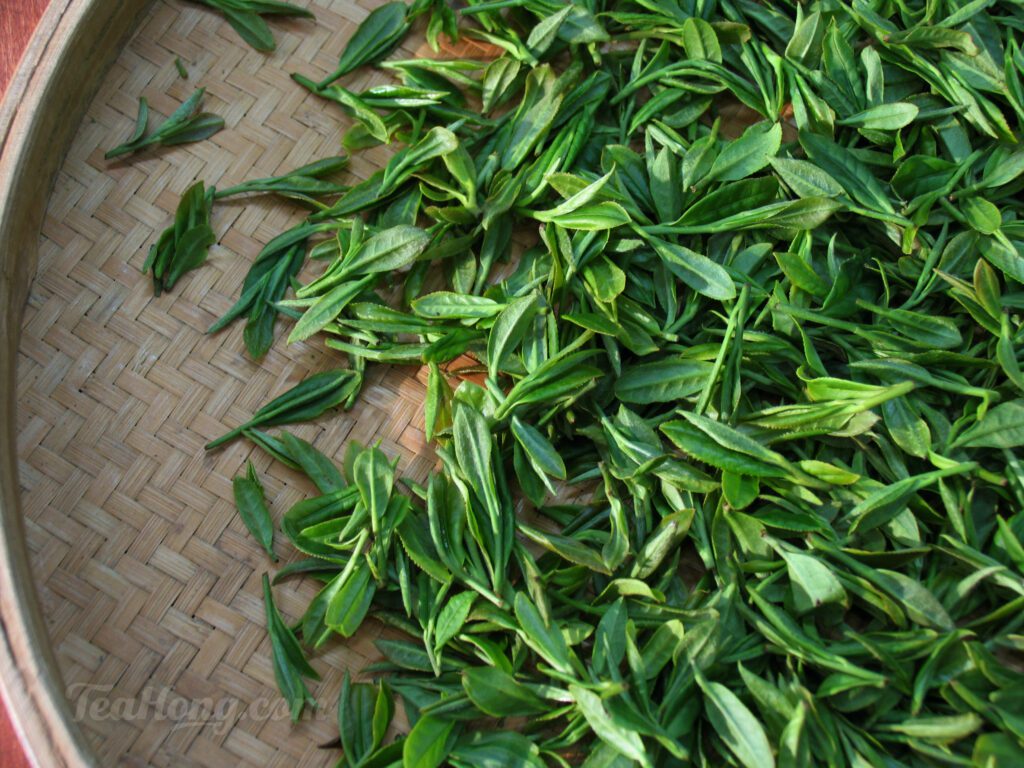 Fresh first flush plucks of the Tu-zhong (original) cultivar, Hangzhou