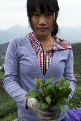 Tea picking girl with a bunch of freshly plucked tieguanyin tealeaves