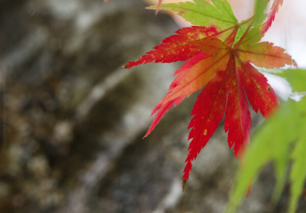 A maple leaf turning red