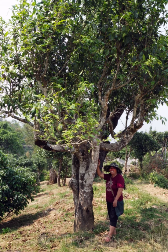 A big middle age mountain woman posing under a tall old tea tree My guide for the day, Da Ba, post for me under an old wild tea tree in Pasha