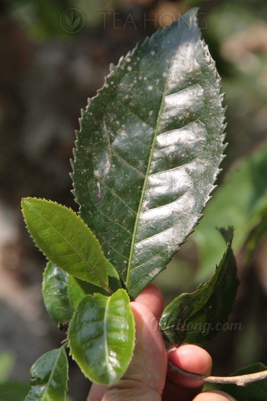 A pluck from a wild tea tree in Pasha Some very young leaves and a fully grown one from the twig of a wild tea tree in Pasha.