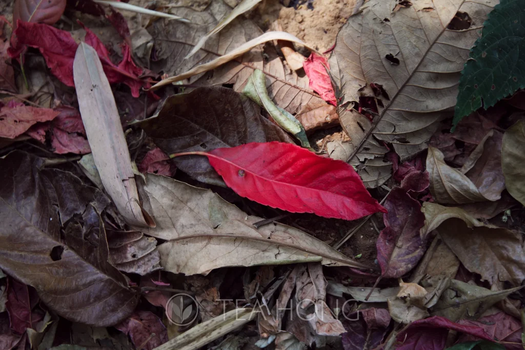 a snapshot of the tea tree forest, showing fallen leaves from a huge diversity of plants, with different shapes, colours, and sizes